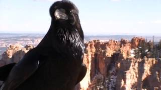 Raven Crow Crazy Bird Talking Speaking National Park [upl. by Gile329]