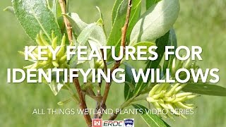 Key Features for Identifying Willows [upl. by Neelrak567]