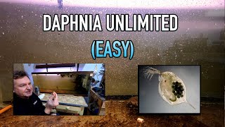 How I Raise Daphnia Water Fleas And You Can Too [upl. by Estey342]