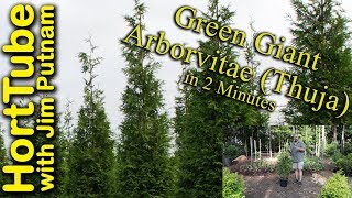 Green Giant Arborvitae Thuja in 2 Minutes [upl. by Nerrej]