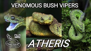 Venomous bush vipers from Africa 3 species of Atheris snakes in the wild [upl. by Putscher]