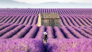 Lavender Fields of the Provence France 4K Stock [upl. by Laing]