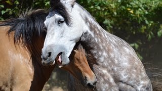 Beautiful Natural Stallion amp Mare Courtship Dance [upl. by Naryk375]