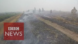 Why are peatlands burning in Indonesia BBC News [upl. by Fineberg]