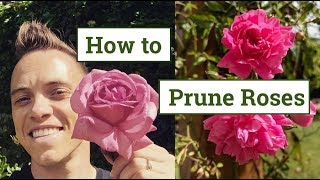 How to Prune Roses the Beginners Guide [upl. by Odraude]