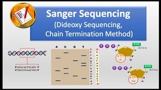 How Sanger Sequencing Works Classic Sanger Method [upl. by Yrelav571]