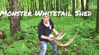 Biggest whitetail deer shed ever [upl. by Ahsik314]