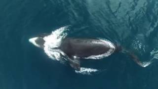 Bowhead Whale Research Drone Video 2016 [upl. by Chic]