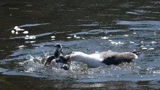 Shocking Moment Seagull Hunts Down And Eats Pigeons [upl. by Favianus]