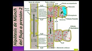 Mecanismo de transporte en el floema [upl. by Nihsfa367]