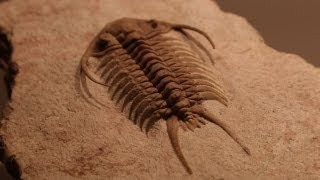 Rare Fossils of Ancient Trilobites [upl. by Enaitsirhc]