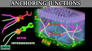 ADAPTIC™ NonAdhering Dressing  How to use [upl. by Adnamas]