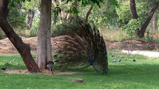 Peacock Dances to attract the PeahenFemale [upl. by Hodosh682]