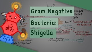 Gram Negative Bacteria Shigella [upl. by Ijuy99]