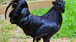 Kadaknath Breed  Karinkozhi  கருஞ்சதைகோழி [upl. by Raff568]