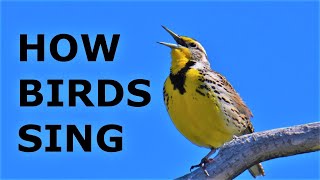 How do Birds Sing Why do Birds Sing Oscines vs Suboscines [upl. by Eisac]