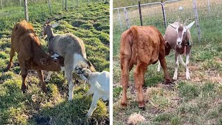 Cow Feeds Milk From Adopted Goat Mother [upl. by Lorene]