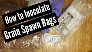 How to Inoculate Grain Spawn Bags [upl. by Imoin]