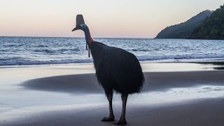 Southern Cassowaries Casuarius casuarius at Etty Bay Queensland Australia [upl. by Doris115]