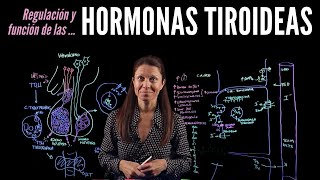 Fisiología endocrina III Hormonas tiroideas [upl. by Morvin561]