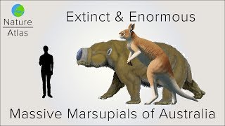 Extinct amp Enormous The Massive Marsupials of Australia [upl. by Antonella]