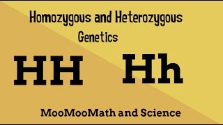 Homozygous vs Heterozygous Genotype [upl. by Yellat895]