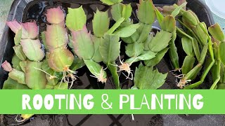 Rooting and Planting Schlumbergera Cactus  Thanksgiving Christmas Cactus [upl. by Zaragoza]