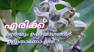 എരുക്ക്ഇത്രയും ഉപയോഗങ്ങൾ ഉണ്ടോquotCalotropis gigantea plantquot [upl. by Aneelak425]