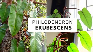 Philodendron erubescens  care and propagation [upl. by Enelrak342]