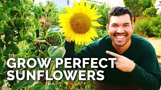 How to Grow Sunflowers Successfully At Home 🌻 [upl. by Napoleon]