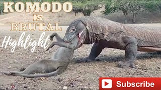 Komodo Dragon Swallowed Baby Monkey ALIVE [upl. by Arraek]