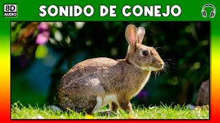 SONIDO DE CONEJO 🐰 [upl. by Brower]