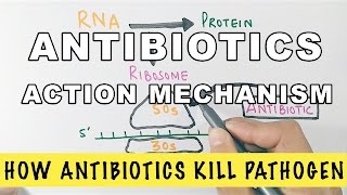 Action Mechanism of Antibiotics [upl. by Pinebrook292]