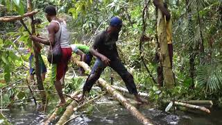 West Papua  Expedition to the Kuruwai Part 2 March through the Rain Forest [upl. by Sirref372]