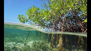 1min Conservation Mangroves English [upl. by Battista]