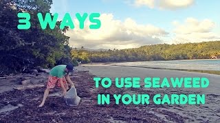 Three Easy Ways to Use Seaweed in Your Garden [upl. by Tabitha]