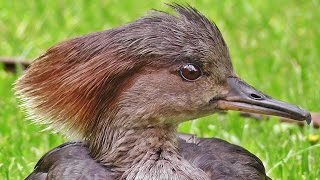 Hooded Merganser Female  Beautiful Birds [upl. by Schreck]