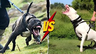 Cane Corso VS Dogoargentino  Which Is Better [upl. by Rekrap693]