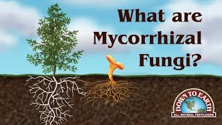 What Are Mycos Down To Earth Fertilizers [upl. by Alvord]