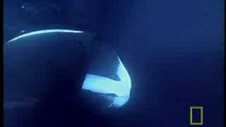 NG Bowhead Whales [upl. by Carolle]