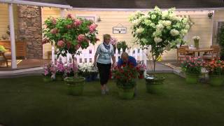 Cottage Farms Quickfire Tree Hydrangea with Carolyn Gracie [upl. by Lepp]