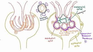 Glomerular Basement Membrane GBM  Anatomy [upl. by Ijnek]