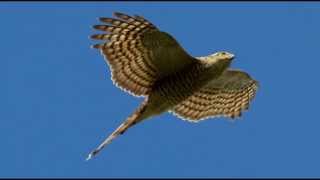 Sparrowhawk Bird Call Bird Song [upl. by Aklam]