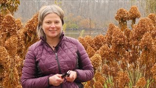 How to Prune Your Panicle Hydrangea in Fall [upl. by Weisbart93]