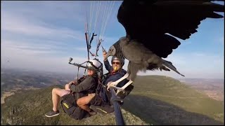 Un avvoltoio si posa sul parapendio in volo le immagini sono spettacolari [upl. by Dahcir376]