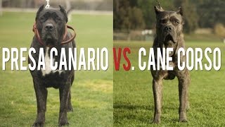 PRESA CANARIO VS CANE CORSO IN A BATTLE OF THE ULTIMATE CATCH DOGS [upl. by Barnie981]