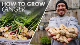 Tips to Grow lots of Ginger in Container [upl. by Lahcym]