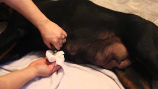 Rottweiler Dog Mastitis  Mastitis in dogs [upl. by Devondra]