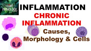 INFLAMMATION 8 CHRONIC INFLAMMATION Causes Morphology amp Cells [upl. by Noemad]