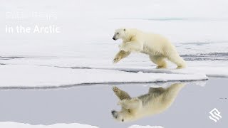 Polar Bears in the Arctic [upl. by Cinimmod]